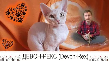 Девон-рекс (Devon Rex) - КОТ почти без хлопот!
