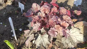 Гейхера сорт silver gumdrop весной