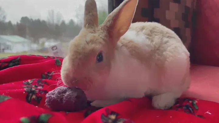 Sweet Gerome The Miniature REX RABBIT