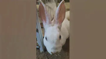 close cute up kid baby white blue eye mini rex rabbit bunny face