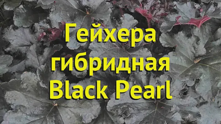 Гейхера гибридная Блек Перл. Краткий обзор, описание характеристик heuchera hybr. Black Pearl