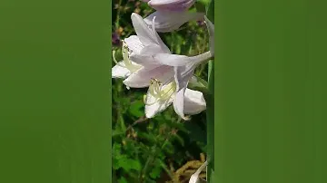 хоста Аристократ
