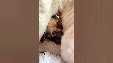 Кудрявая инопланетянка очень любит кушать. Devon Rex 💗