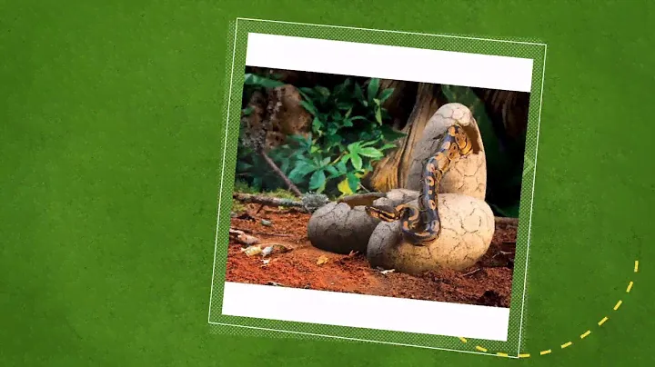 Exo Terra Dinosaur Eggs - reptilienkosmos.de