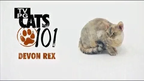 Девон рекс 101kote.ru Devon rex 101cats