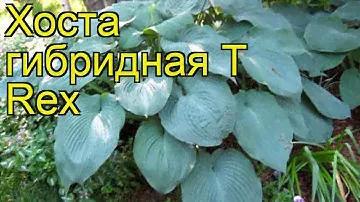 Хоста гибридная Ти рекс. Краткий обзор, описание характеристик hosta hybrida T Rex