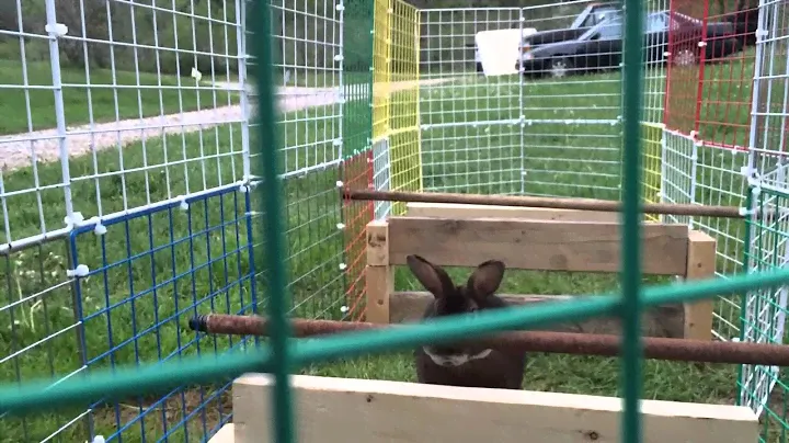 Brownie the mini Rex learning to jump hurdles. Day 1 of practice.
