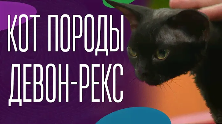 Кот породы девон-рекс