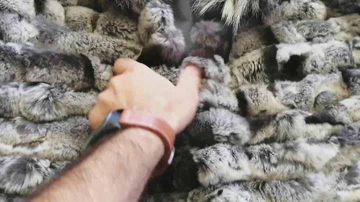 Chinchilla Rex rabbit with silver fox