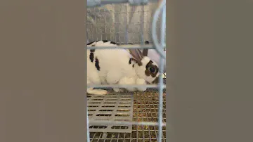 Dem rolllzzzzz #rabbit #rex #rollsfordays