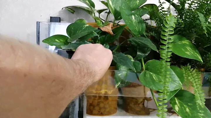 Мой фитофильтр(полный обзор)