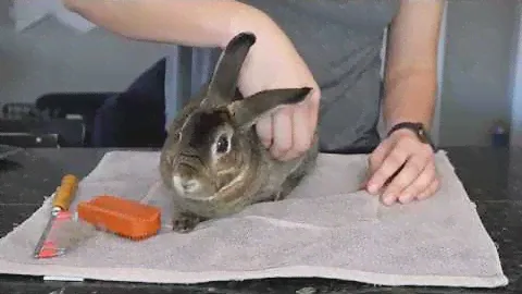How to Groom Your (Rex) Rabbits during Shedding Season