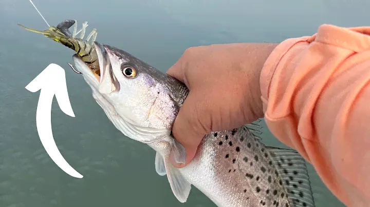 How To Catch Fall & Winter Time Speckled Trout Using Vudu Shrimp!