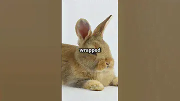 Top 3 Bunny Breeds