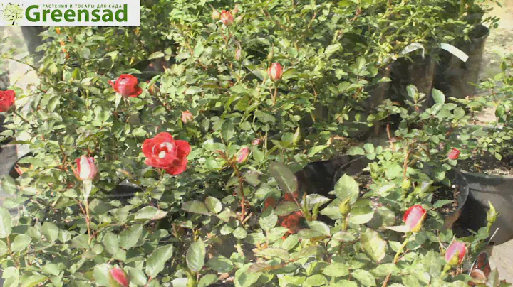 Роза миниатюрная "Red Mini"  - видео-обзор от Greensad