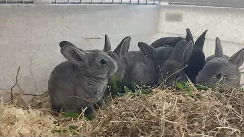 Baby chinchilla rex rabbits