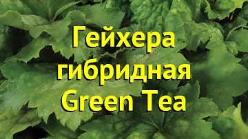 Гейхера гибридная Грин Тиа. Краткий обзор, описание характеристик heuchera Green Tea