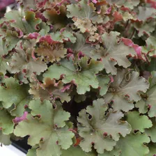 Гейхера гибридная "Рекс Ред" (Heuchera hybrida "Rex Red")С1,6