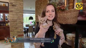 Девон-рекс - экзотическая гипоаллергенная кудрявая порода семейства кошачьих