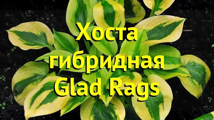Хоста гибридная Глед регс. Краткий обзор, описание характеристик hosta glad rags Glad Rags