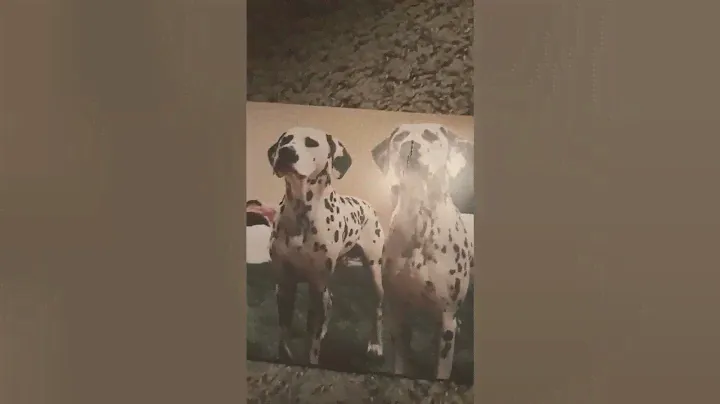 Rex Orange County "Who Cares?" Preorder unboxing