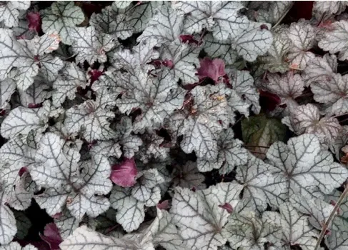 Гейхера гибридная Heuchera hybride "Rex Silver" : C2/3>-0