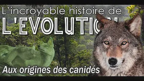 Aux origines des chiens (canidés)  - Évolution / Paléontologie - Simplex Paléo
