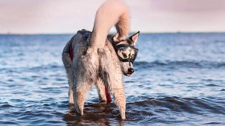 Rex Specs K9 Goggles- sizing, training and adventuring