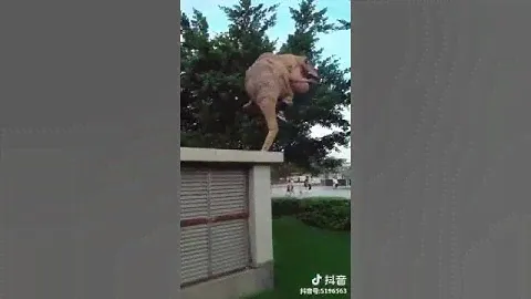Надувной костюм динозавра T- Rex. Коричневий динозавр надувной костюм evse.net.ua