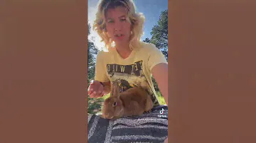 Sadie Our Minirex | Our Rabbits Episode 7