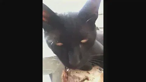 De l origine du chat