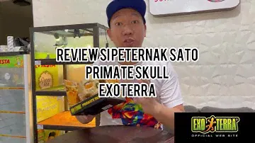 exoterra Primate skull