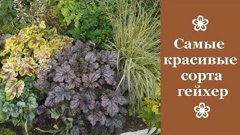 ❀ Самые красивые сорта гейхер, которые никого не оставят равнодушными