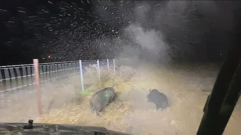 300 Blackout Rips 7 Hogs Easily!