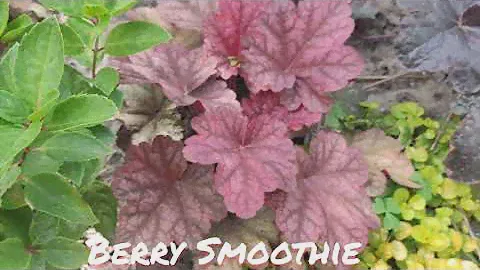 Осенний окрас листьев гейхера сорт berry smoothie