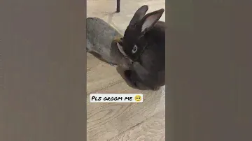 Beautiful Rex Bunny Grooms Cute Little Netherland Dwarf Bunny | Cocoa and Cosmo