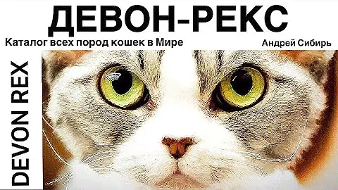 ДЕВОН-РЕКС. ВСЕ ПОРОДЫ КОШЕК МИРА. DEVON REX.