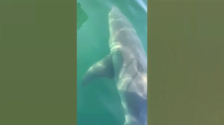 20ft Great white shark cape cod bay