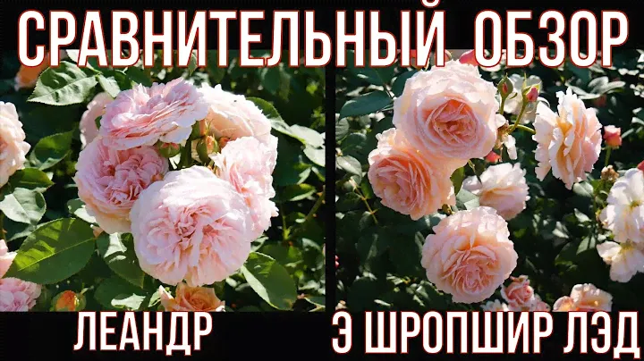 Роза Леандр и Э Шропшир Лэд, Сравнение и обзор.