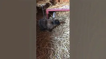 Bunny Life, Episode 1