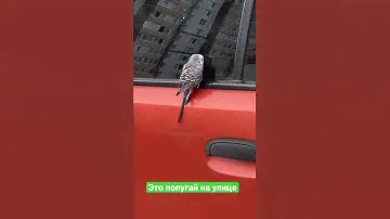 Попугай на улице