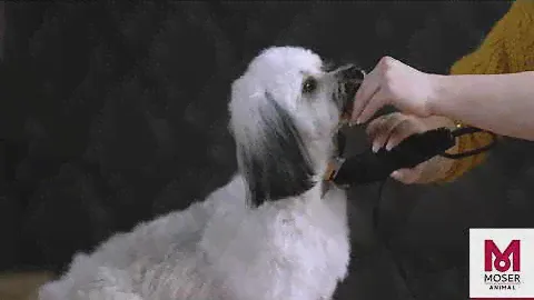 MOSER Rex — Полная домашняя стрижка собаки среднего размера | MOSER Animal