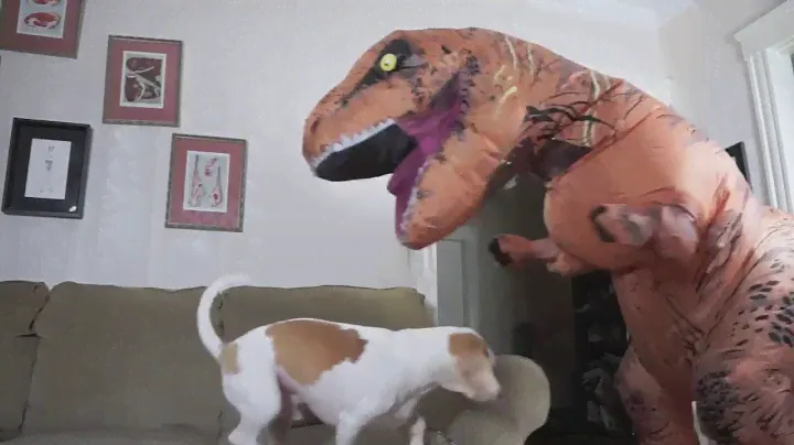 СМЕШНО! НАДУВНОЙ КОСТЮМ ДИНОЗАВРА T-REX (ТИРАНОЗАВРА, ТИРЕКСА)! СМОТРЕТЬ!!!