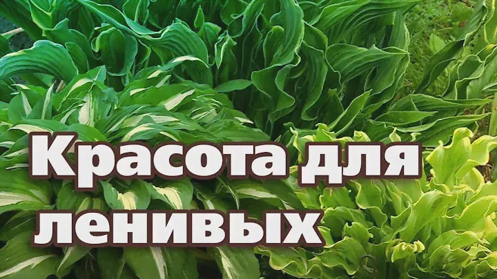 ВЫРАЩИВАНИЕ ХОСТЫ. ЛУЧШИЕ СОРТА И АГРОТЕХНИКА