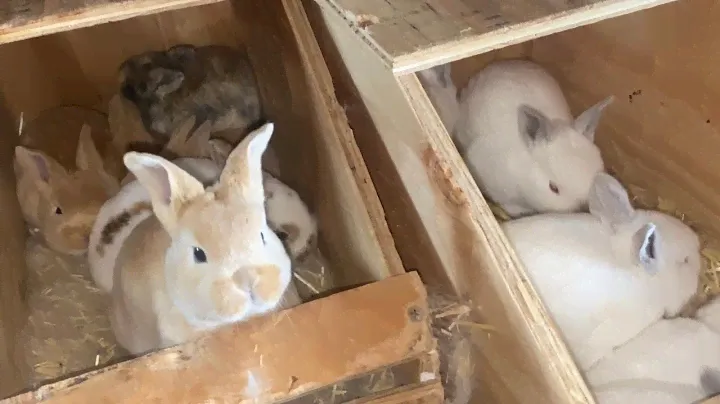 Rex VS Californinan Rabbits Growth Rate - 3 weeks old