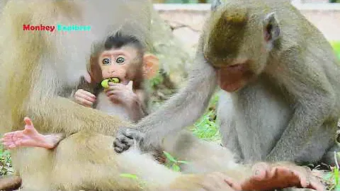 Wow, Have a look precious baby Rex eating lotus fruit like chocking/ Rex baby is so funny playing.