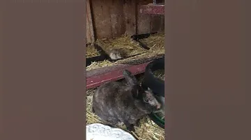 Bunny Life, Episode 5