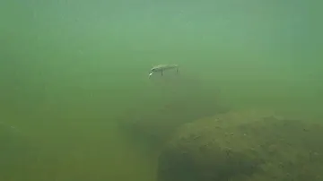 Степень плавучести Zipbaits Rigge 90SP