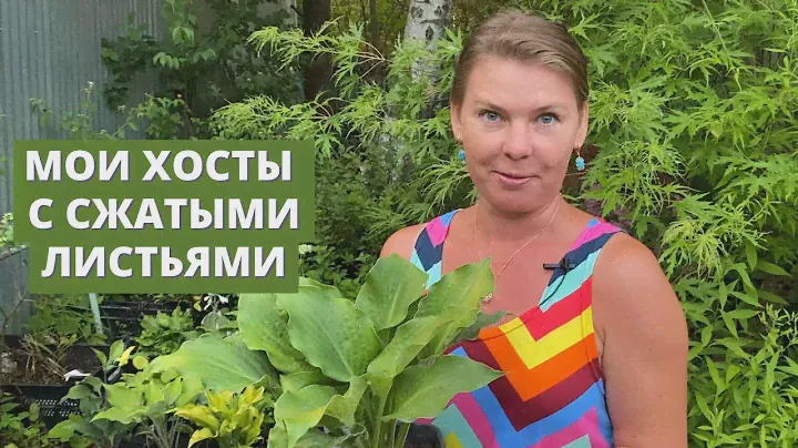 Обзор моих лучших хост с вафельными листьями