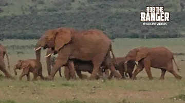 Large Herd Of Elephants On The Move | Lalashe Mara Ripoi Safari